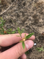 Crocanthemum canadense