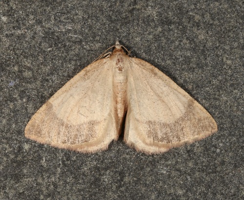 Bordered Fawn Moth photo 5