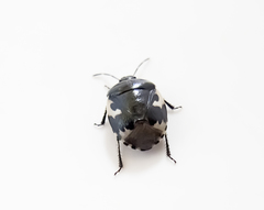 Tritomegas bicolor