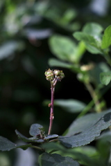 Ceanothus diversifolius