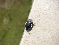 Tritomegas bicolor