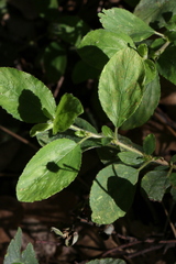 Ceanothus diversifolius