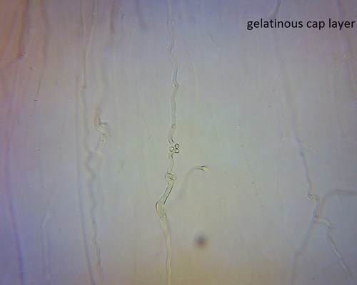 Hohenbuehelia luteola image