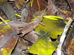 Colpolopha latipennis