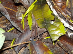 Colpolopha latipennis