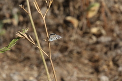 Euphilotes bernardino