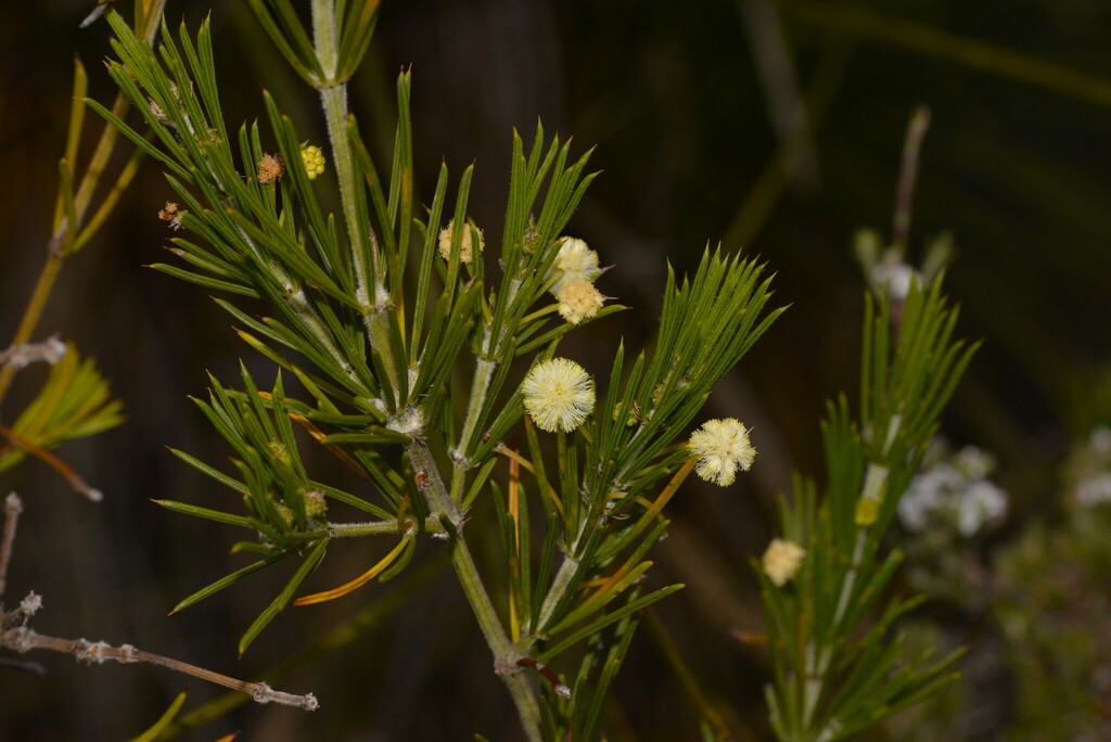 Acacia cedroides from Fitzgerald River National Park WA 6346, Australia ...