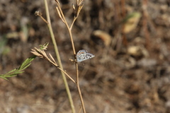 Euphilotes bernardino