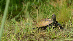 Mauremys japonica