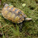 Japanese Pond Turtle - Photo (c) Kim, Hyun-tae, some rights reserved (CC BY), uploaded by Kim, Hyun-tae