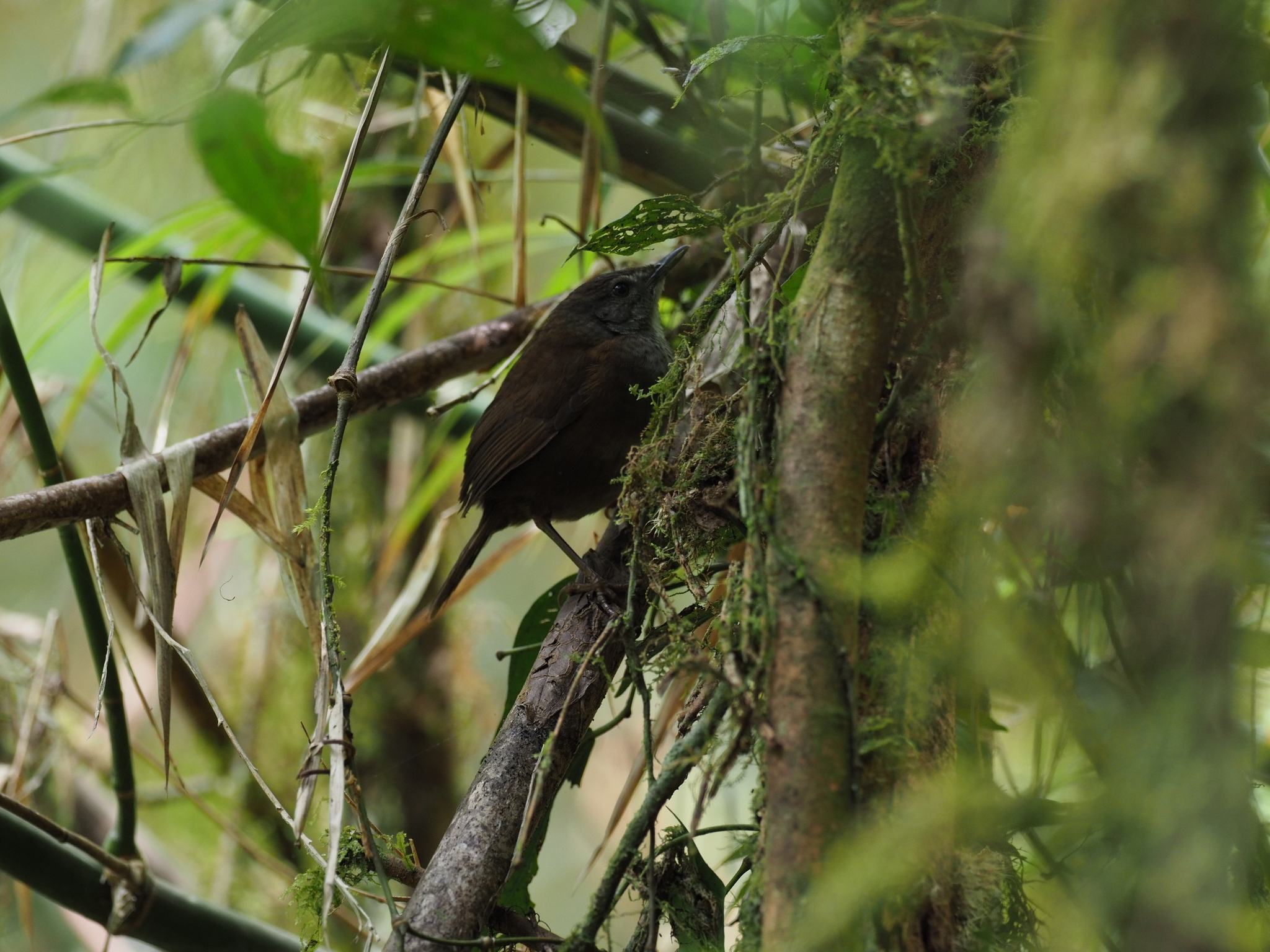 Sulawesi Bush Warbler (Locustella castanea), photo 1