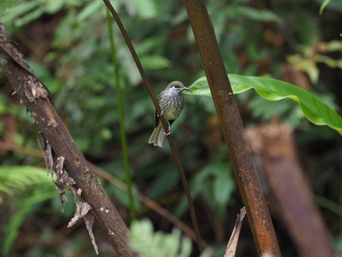 Seram Honeyeater (Lichmera monticola)