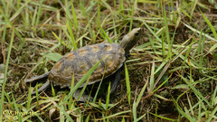 Mauremys japonica