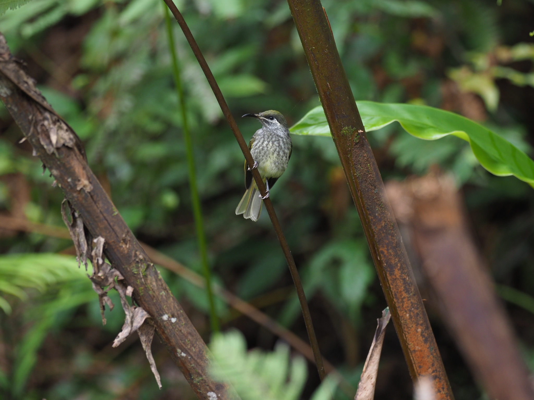 Seram Honeyeater (Lichmera monticola), photo 2