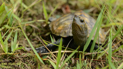 Mauremys japonica