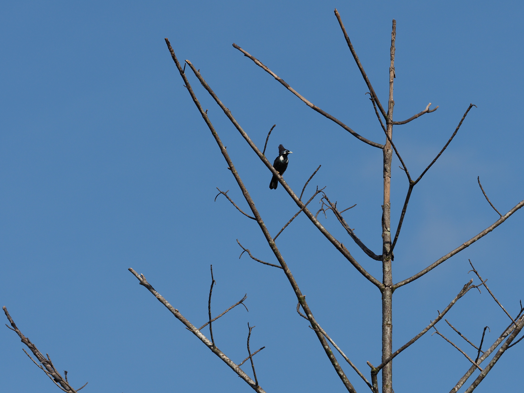 Long-crested Myna (Basilornis corythaix), photo 3
