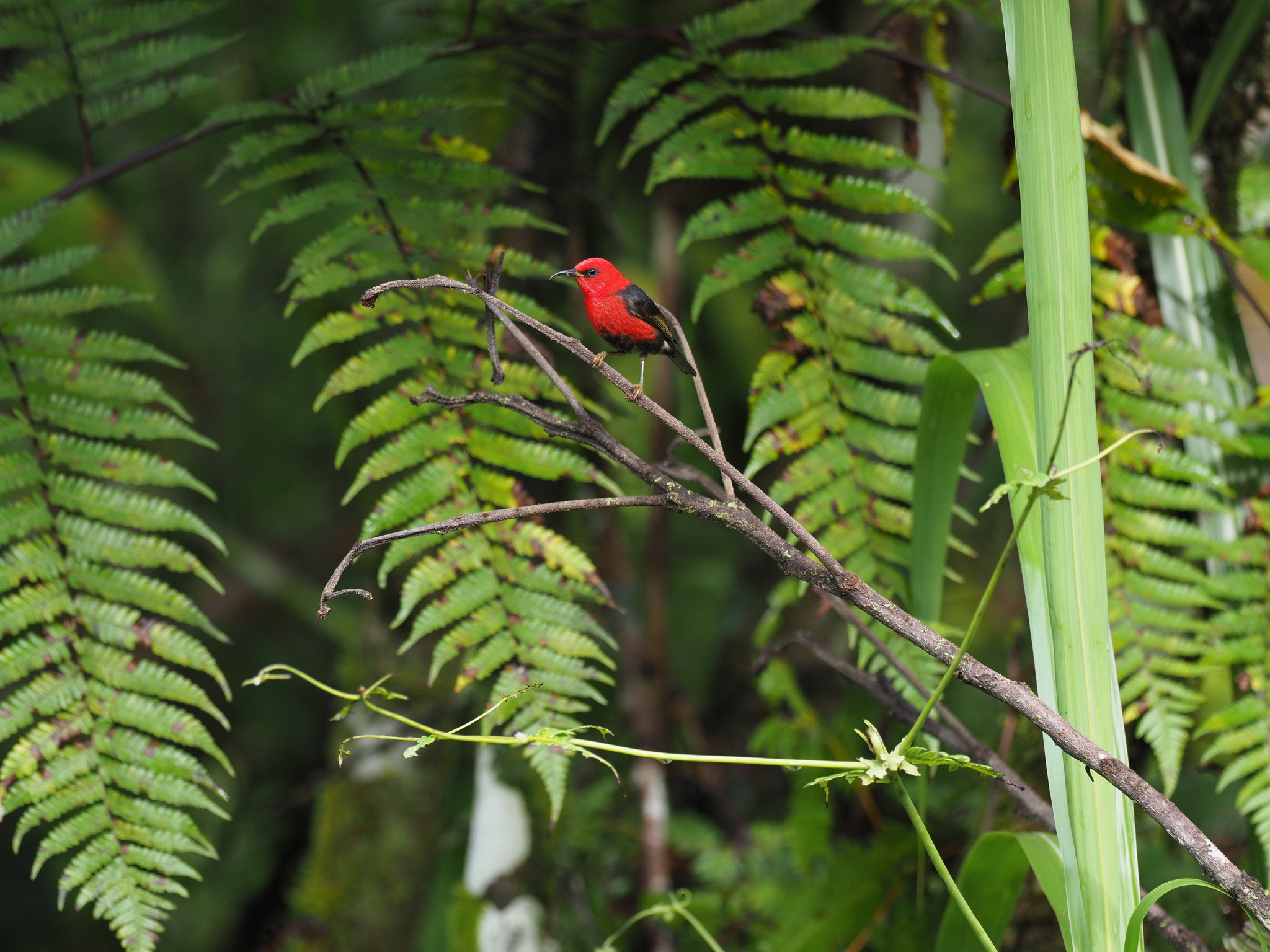 Wakolo Myzomela (Myzomela wakoloensis), photo 4