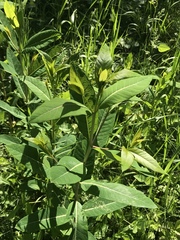 Apocynum cannabinum
