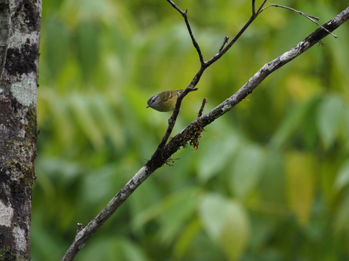 Island Leaf Warbler (Phylloscopus poliocephalus), photo 4