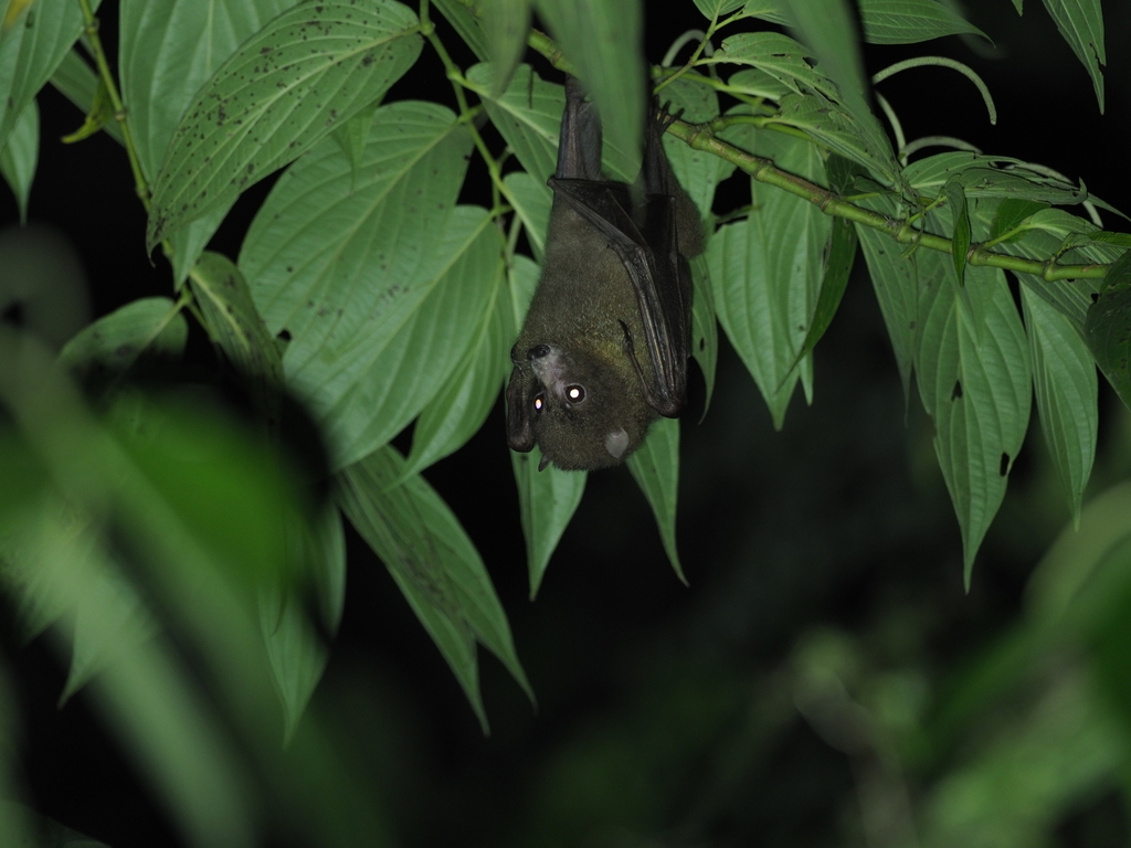 Seram Flying Fox