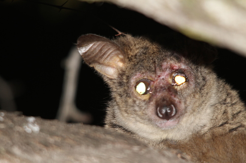 Brown Greater Galago