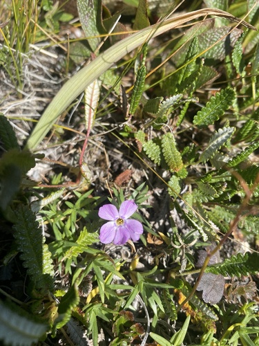 Alaska phlox (Phlox richardsonii)