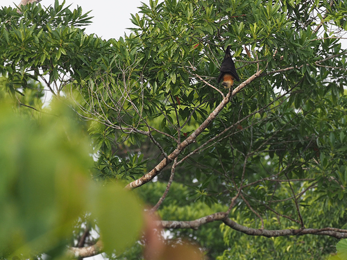 Kai Flying Fox