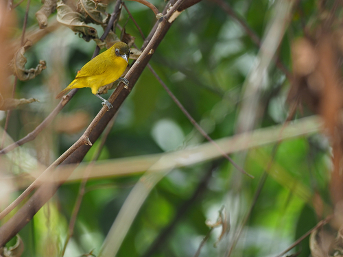 Kai Kecil White-eye (Zosterops uropygialis), photo 6