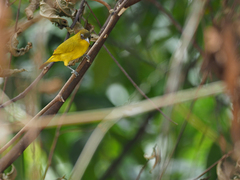 Golden-Bellied White-Eye photo 4
