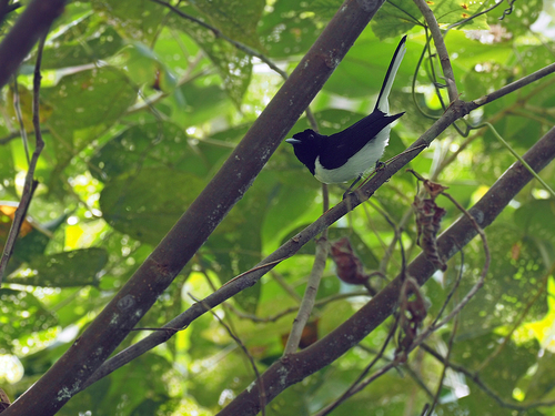 Kai Monarch (Symposiachrus leucurus), photo 1