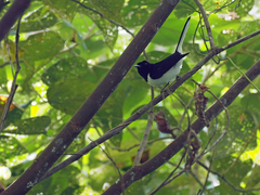White-Tailed Monarch photo 1