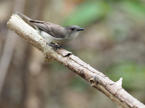 Drab Whistler (Pachycephala griseonota), photo 4