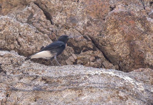 Variable Wheatear (Oenanthe picata), photo 7