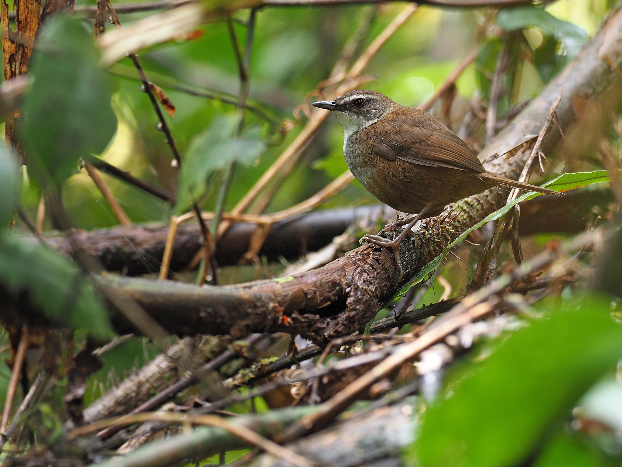 Sulawesi Bush Warbler (Locustella castanea), photo 2