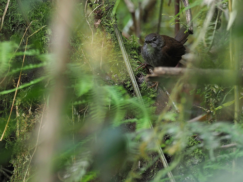 Seram Bush Warbler (Locustella musculus), photo 2
