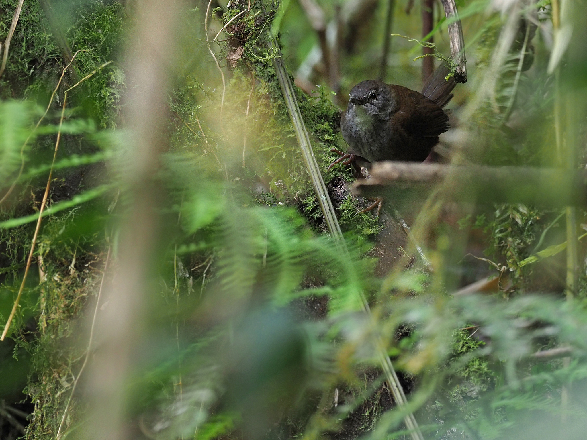 Sulawesi Bush Warbler (Locustella castanea), photo 3