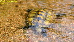 Mauremys japonica