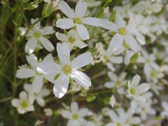 Eremogone macradenia