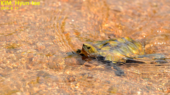 Mauremys japonica