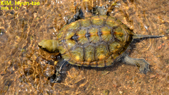 Mauremys japonica
