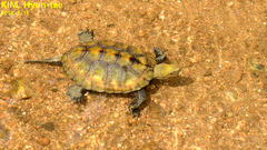 Mauremys japonica