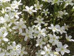 Eremogone macradenia