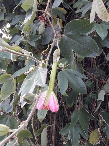 Passiflora tripartita