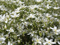 Eremogone macradenia