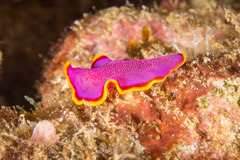 Pseudoceros ferrugineus