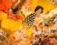 Canthigaster jactator