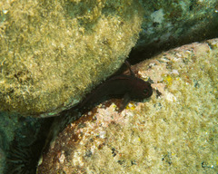 Cirripectes vanderbilti