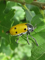 Lachnaia sexpunctata