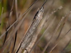 Heoclisis fundata