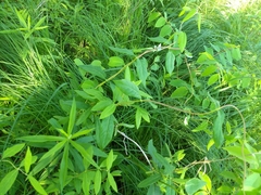 Lonicera dioica
